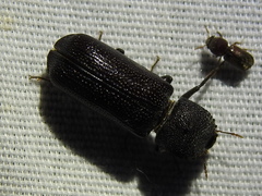Apatides fortis
