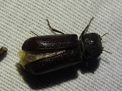 Apatides fortis