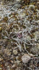 Thamnolia vermicularis