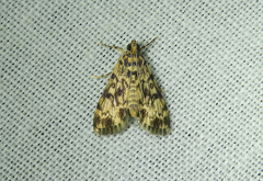 Blepharomastix schistisemalis