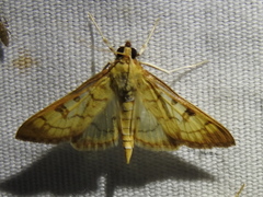 Mimorista trimaculalis