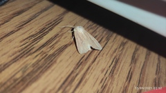 Mythimna congrua