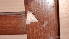 Mythimna congrua