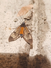 Cosmosoma braconoides