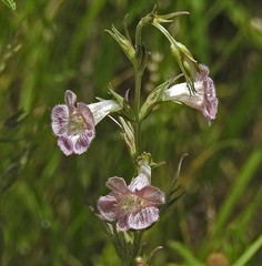 Agalinis communis