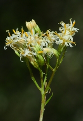 Psacalium decompositum