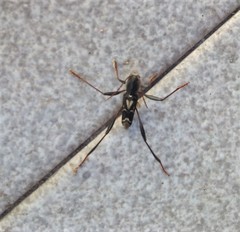 Neoclytus ypsilon