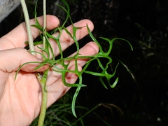 Psacalium decompositum