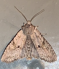 Lithophane patefacta