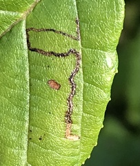 Bucculatrix locuples