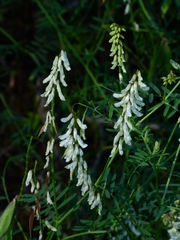 Vicia pulchella