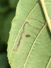 Bucculatrix locuples