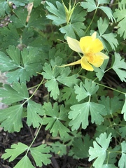 Aquilegia chrysantha