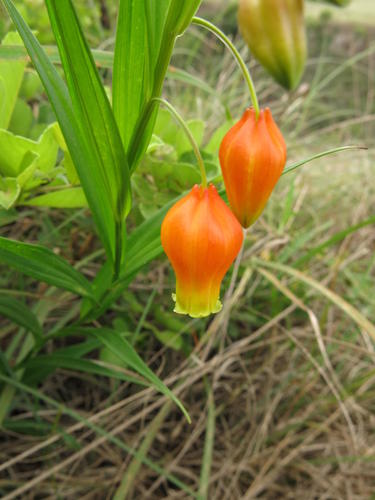 Sandersonia aurantiaca iNat (2)