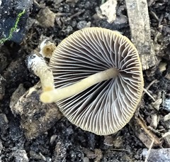 Psathyrella