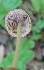Psathyrella