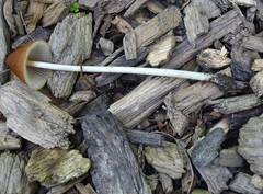 Psathyrella
