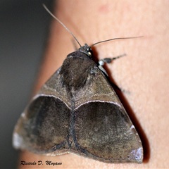Ophisma tecta