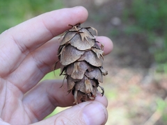 Pseudotsuga menziesii glauca