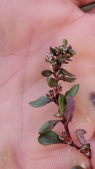 Polygonum minimum