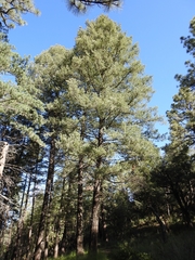 Pseudotsuga menziesii glauca