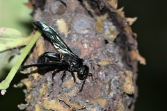 Calligaster cyanoptera