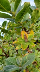 Salix commutata