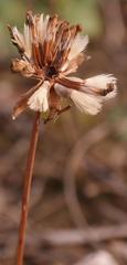Othonna auriculifolia