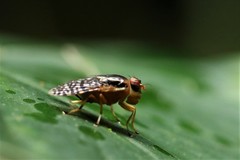 Scholastes cinctus