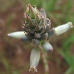 Aloe minima