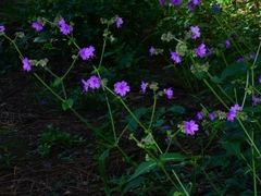 Mirabilis comata