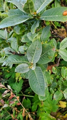 Salix commutata