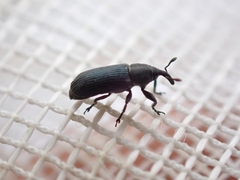 Mecinus janthiniformis