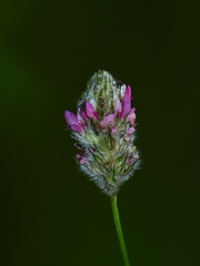 Dalea filiformis