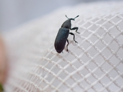 Mecinus janthiniformis