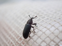 Mecinus janthiniformis