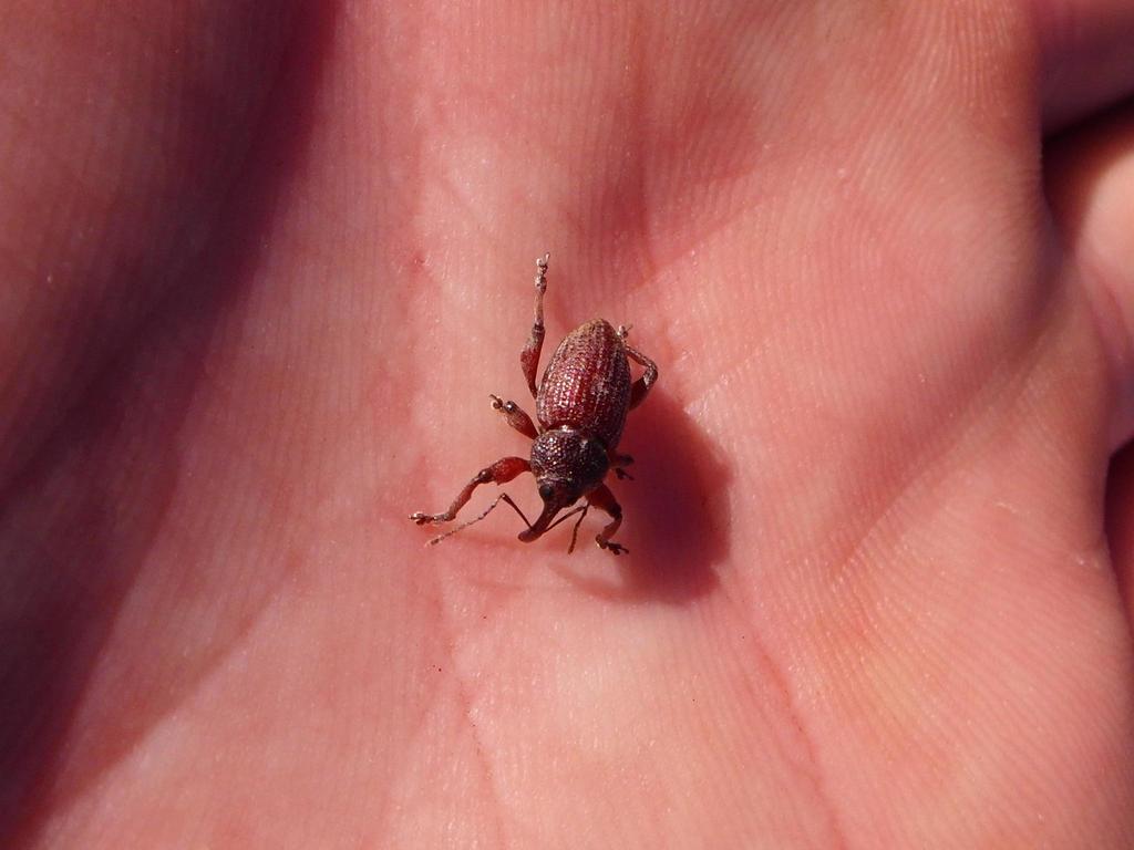 Tanyrhynchus carinatus