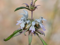 Monarda citriodora austromontana
