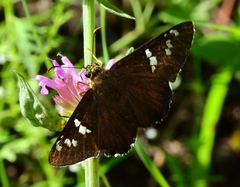 Apyrrothrix araxes
