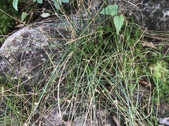 Juncus filiformis