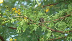 Cephalotelium macowanianum