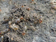 Tenuirostritermes