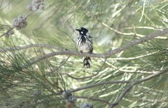 Phylidonyris novaehollandiae novaehollandiae