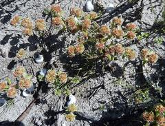 Crassula glomerata