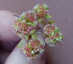 Crassula glomerata
