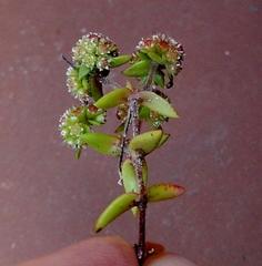Crassula glomerata