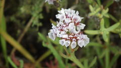 Limonium sinuatum sinuatum