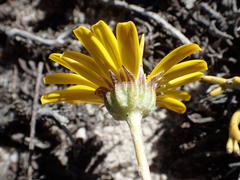 Euryops othonnoides