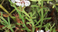 Limonium sinuatum sinuatum