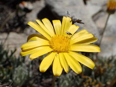 Euryops othonnoides